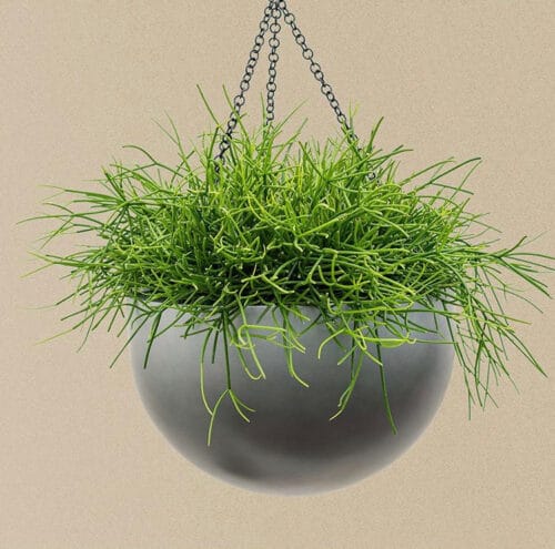 Hangplant op kantoor