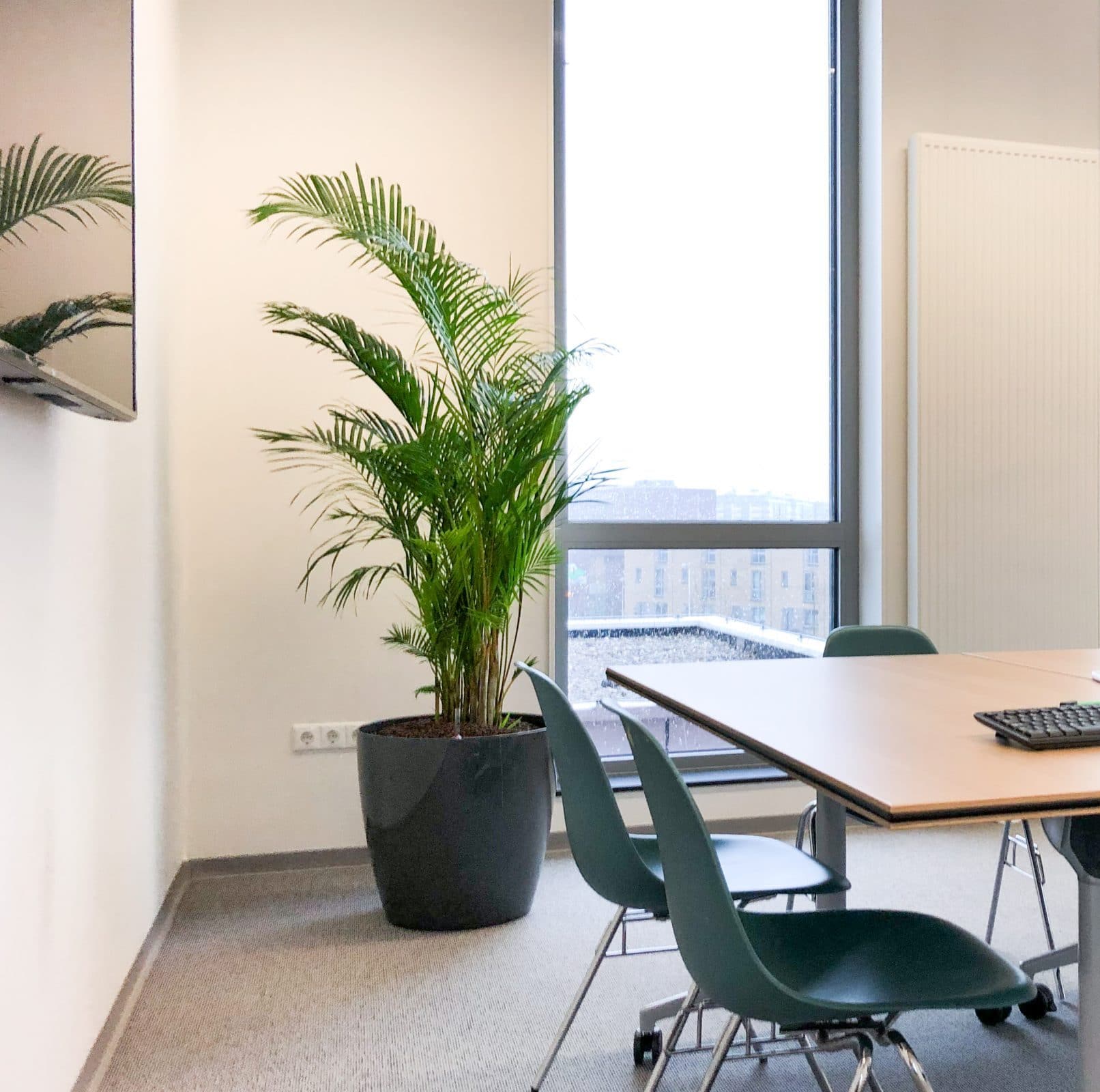 grote areca palm voor kantoor