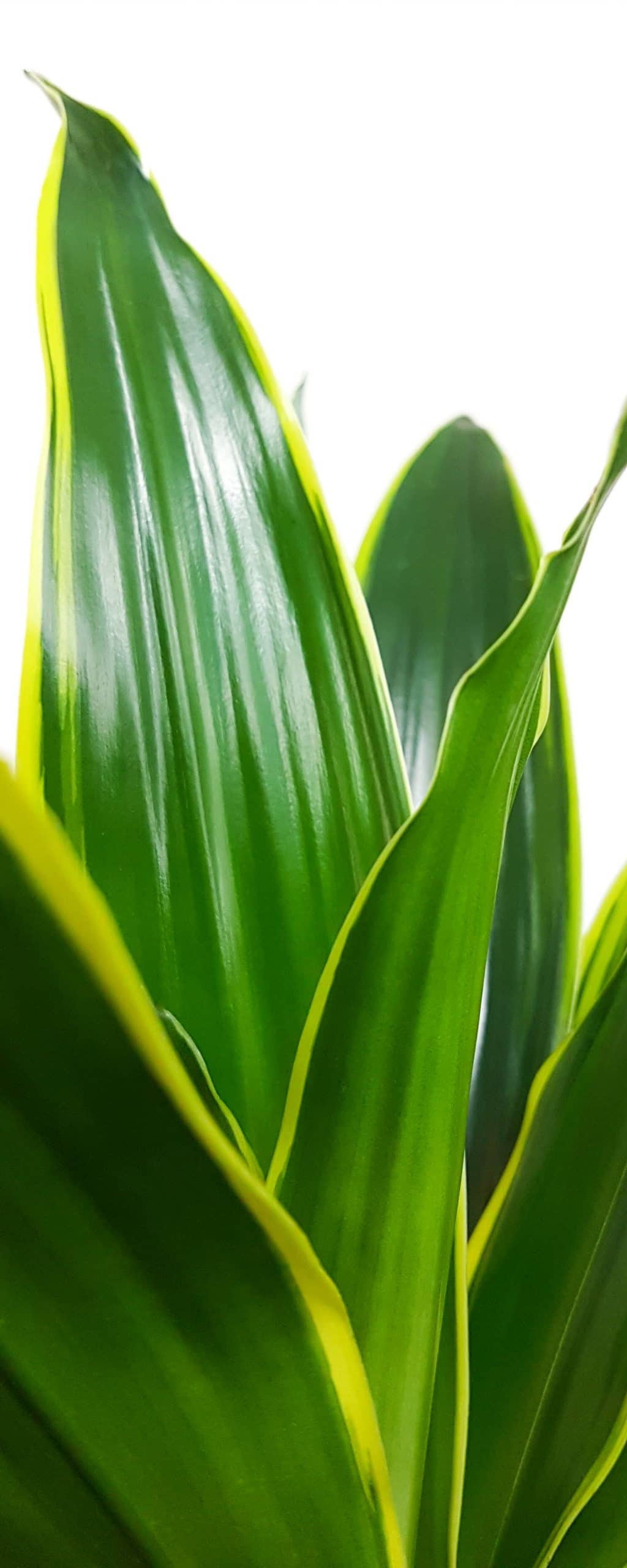 Dracaena Arturo detail