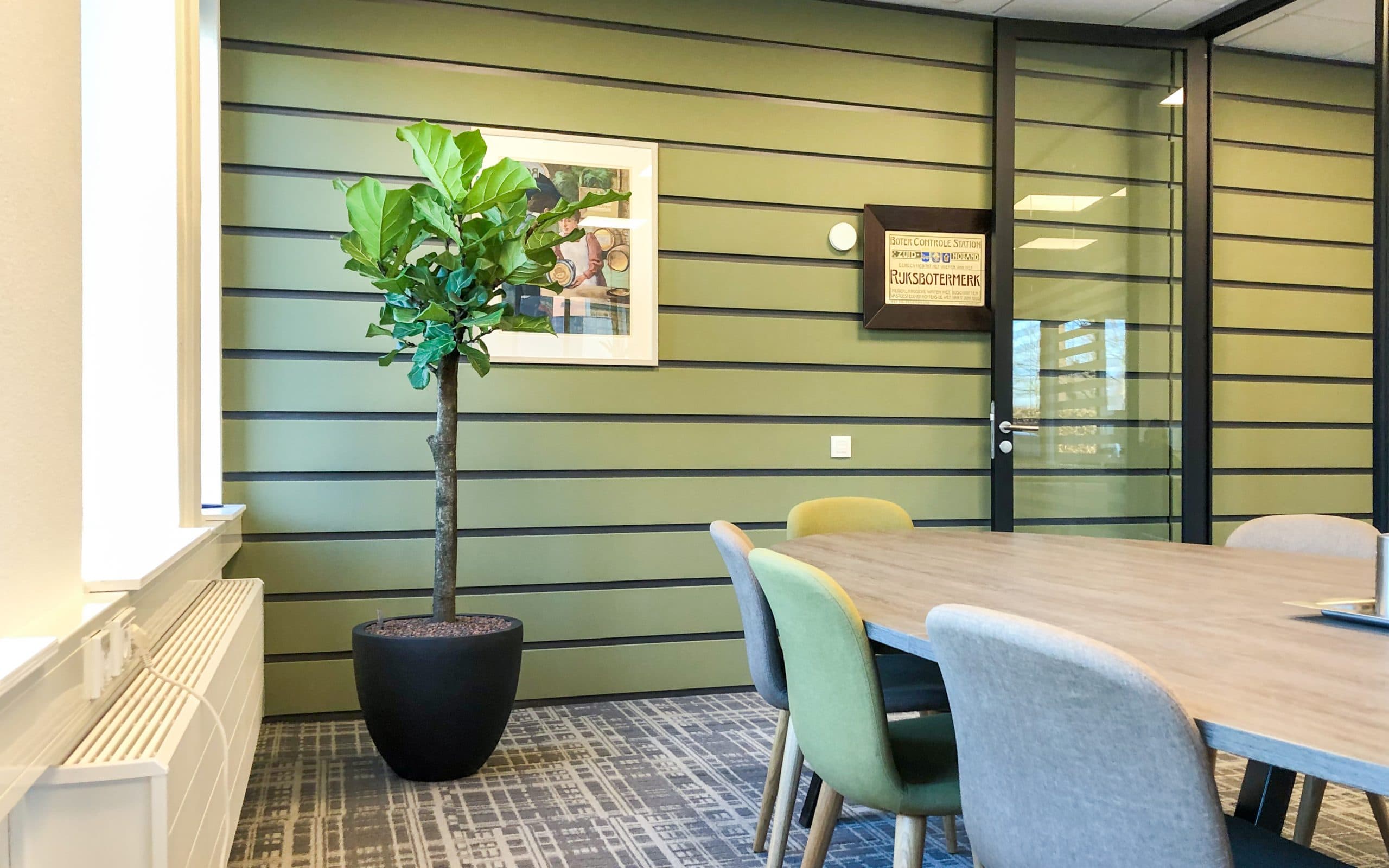 ficus lyrata in Den Bosch