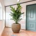 Kantoorplant van augustus - Caryota
