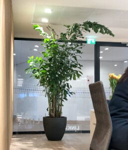 Grote plant op kantoor bij Link Asset Services