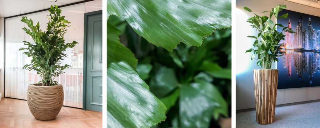 Populaire palm voor kantoor Caryota