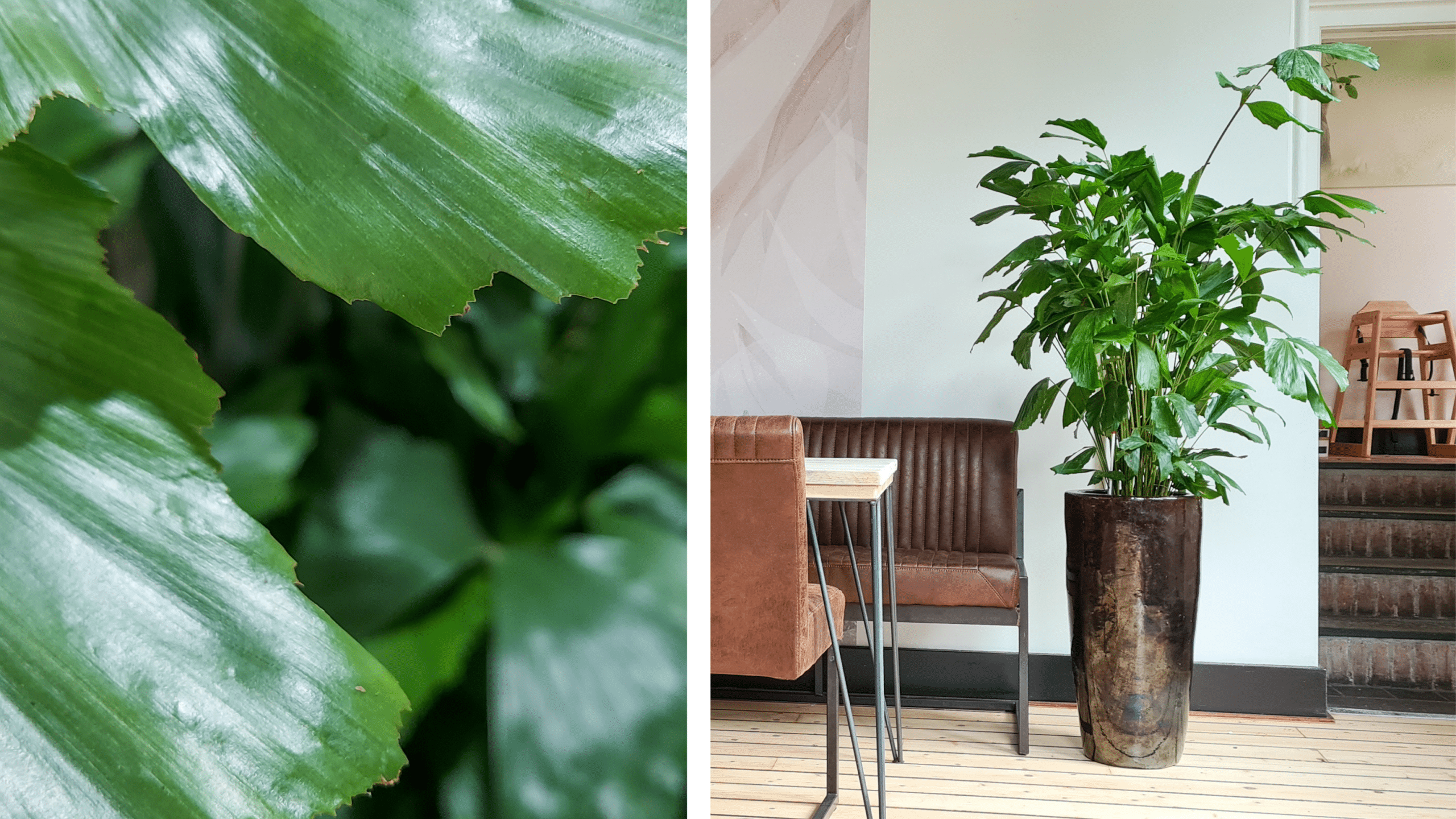 Caryota palm met opvallende, getande bladeren in een hoge, donkere plantenbak in een modern interieur.