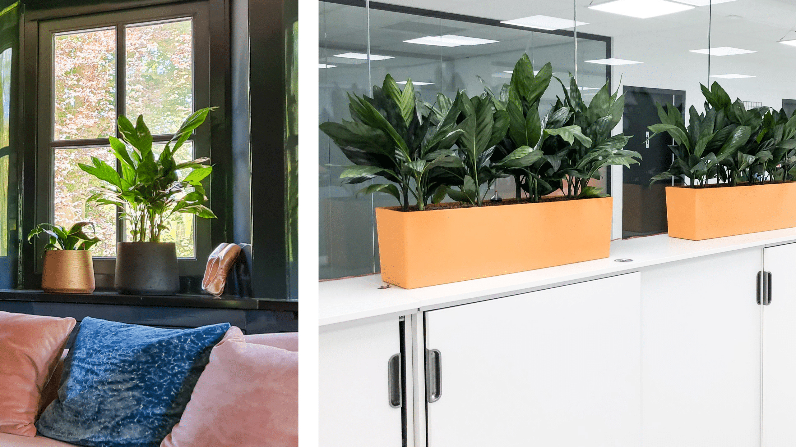 Chamaedorea planten in een langwerpige, oranje plantenbak op een witte kast in een moderne kantoorruimte.