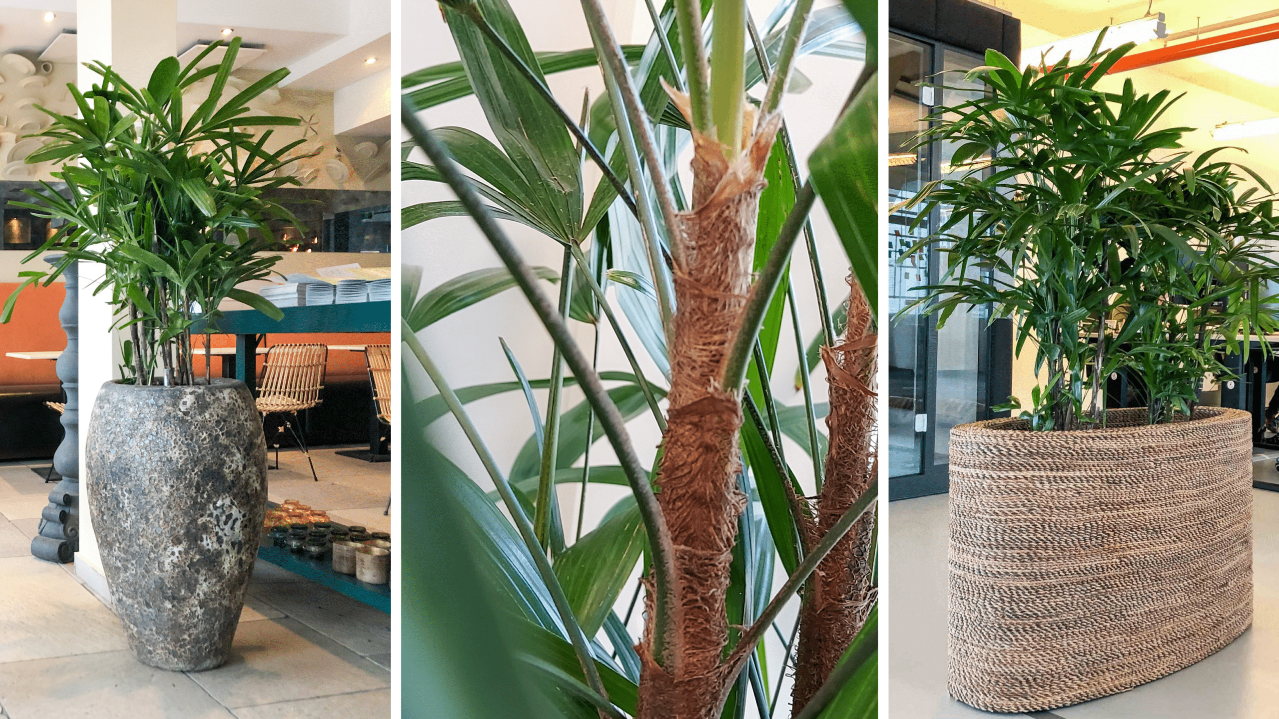 Rhapis palm in grote, natuurlijke plantenbakken in een moderne kantooromgeving, met detail van de stam en bladeren.