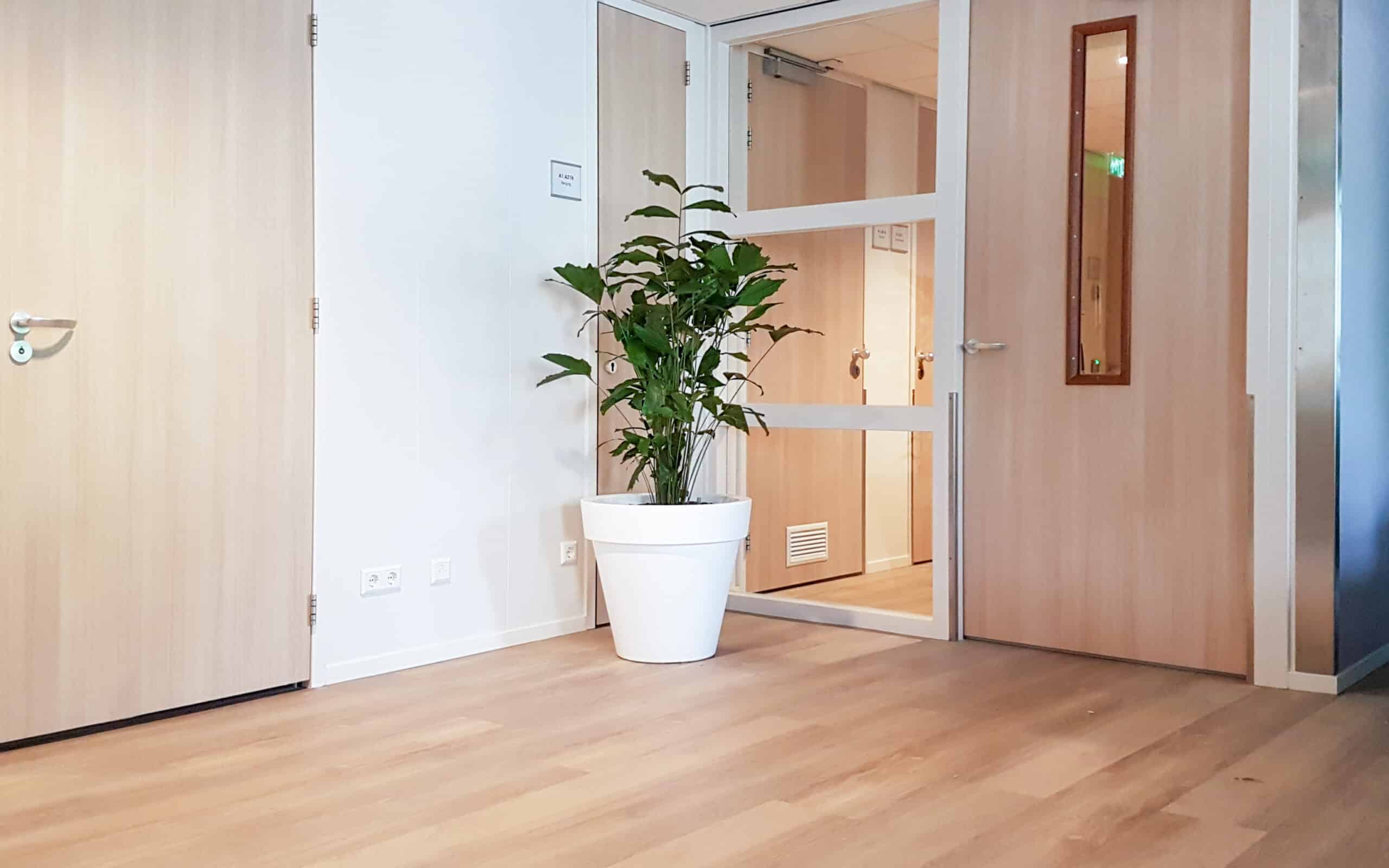 Grote kantoorplant in witte plantenbak bij Arkin in Vlaardingen