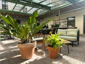 Grote planten in patio van Union House Utrecht