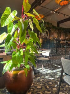 Union House Utrecht - interieurbeplanting voor de horeca
