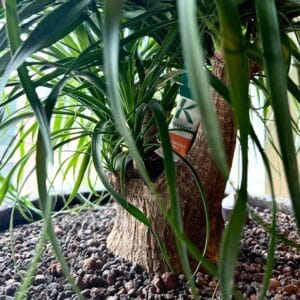 Bestrijding van luis in kantoorplanten