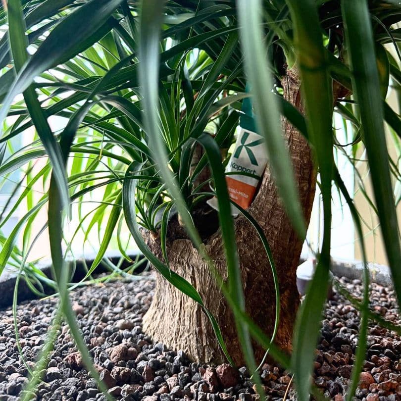 Bestrijding van luis in kantoorplanten