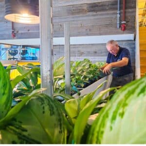 Bestrijding van luis in kantoorplanten