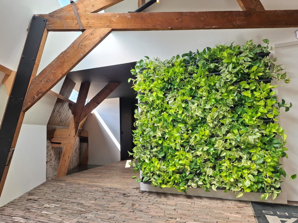 Voor het gerenoveerde pand van Mega Transport in Vlaardingen verzorgden wij de interieurbeplanting. Twee flinke plantenwanden en plantengroepen brengen kleur en sfeer in de ruimte, en sluiten daarbij naadloos aan bij de lichte wanden en houten steunbalken van het pand.