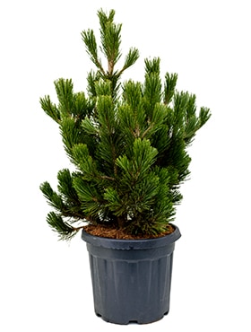 Pinus heldreichii compact gem