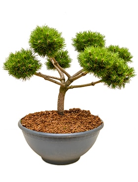Pinus nigra brepo