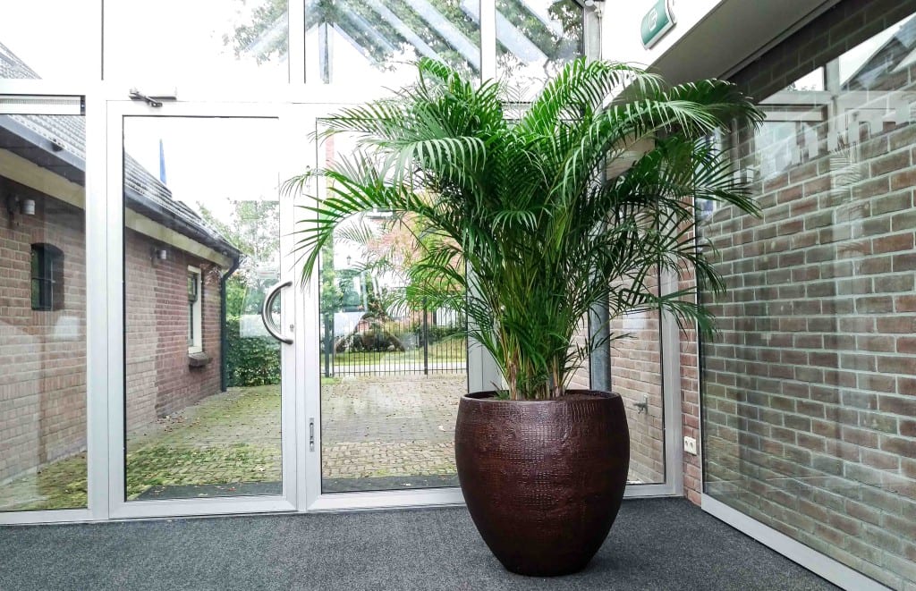 Areca palm kantoor