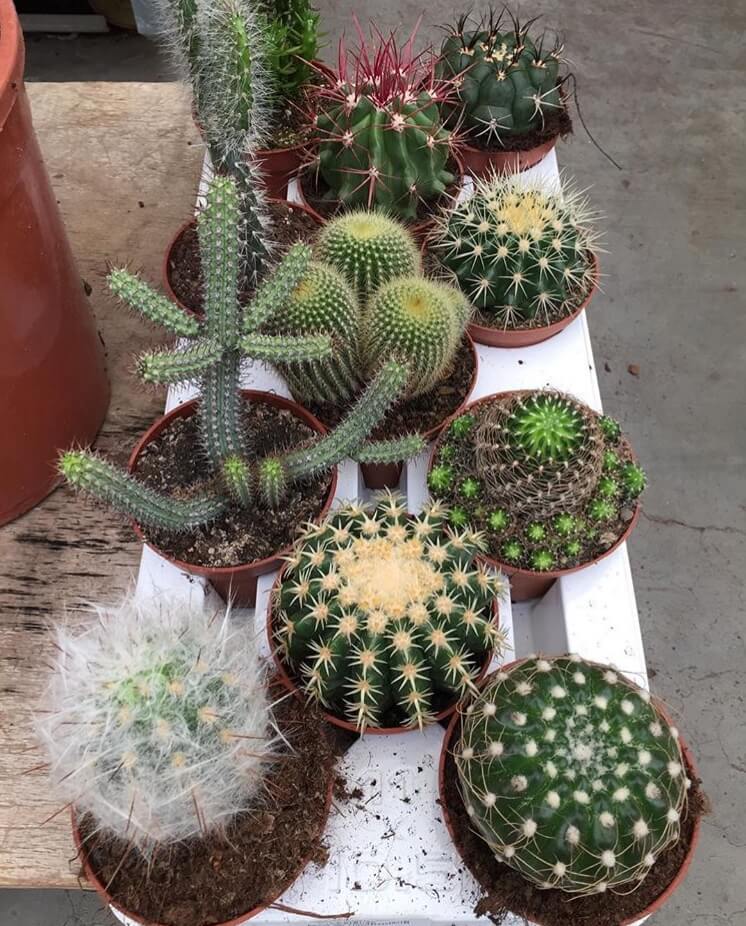 Cactussen voor op kantoor