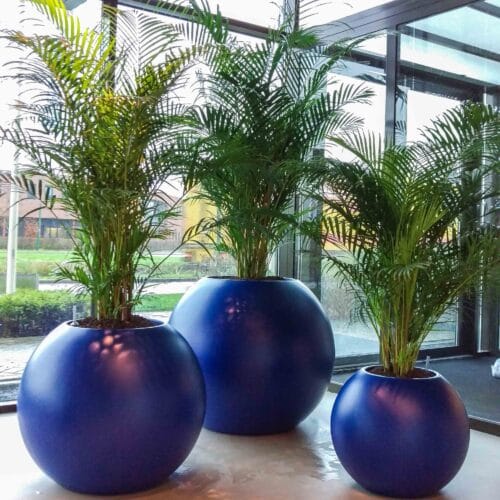 Interieurbeplanting bestaande uit blauwe grote ronde plantenbakken