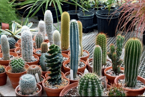 Cactus op kantoor