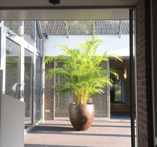 Areca bij Vathorst behorende tot de top 7 kantoorplanten
