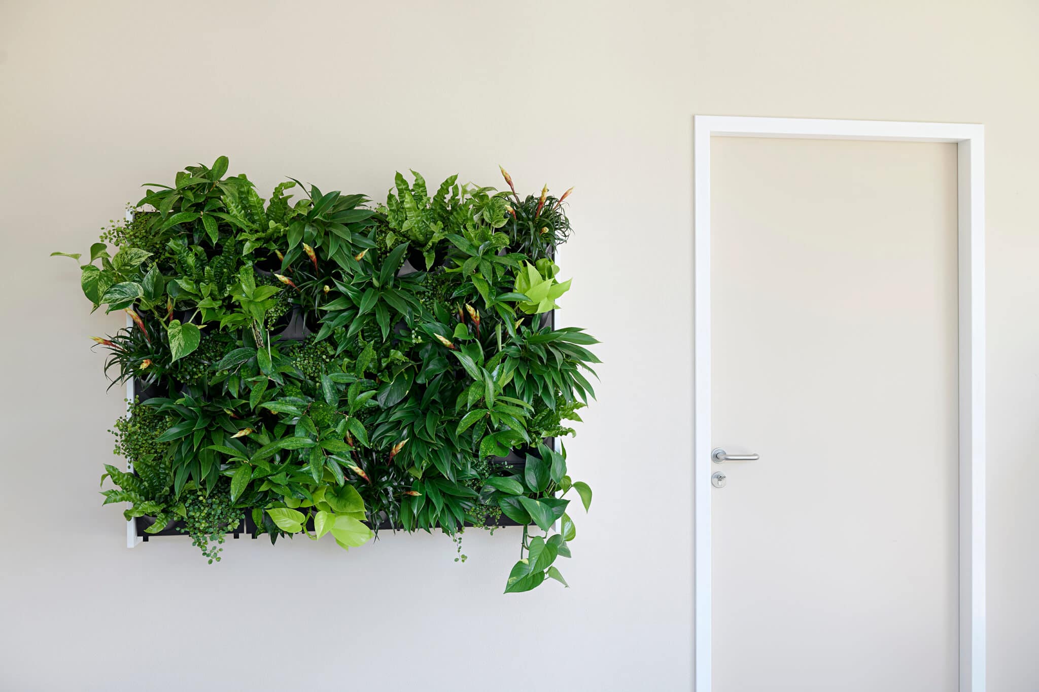 Planten aan de muur