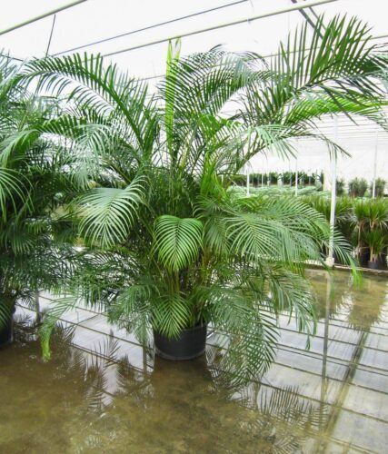 Enorme Areca Palm kantoorplant in kas