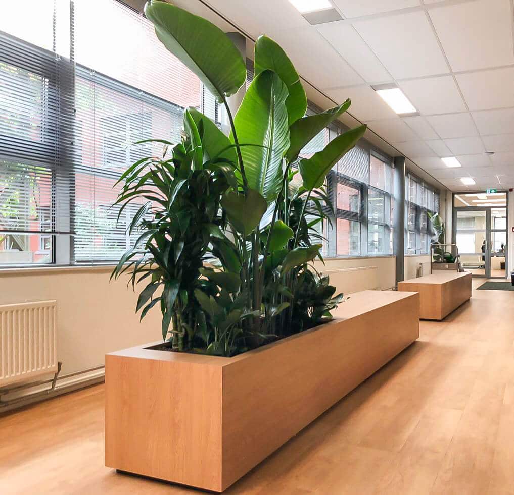 maintaining office plants in Rotterdam