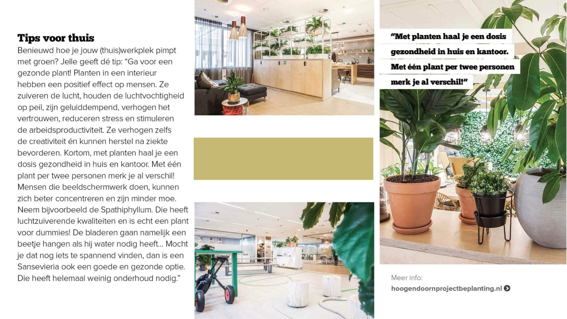 Hoogendoorn Projectbeplanting in interieur magazine