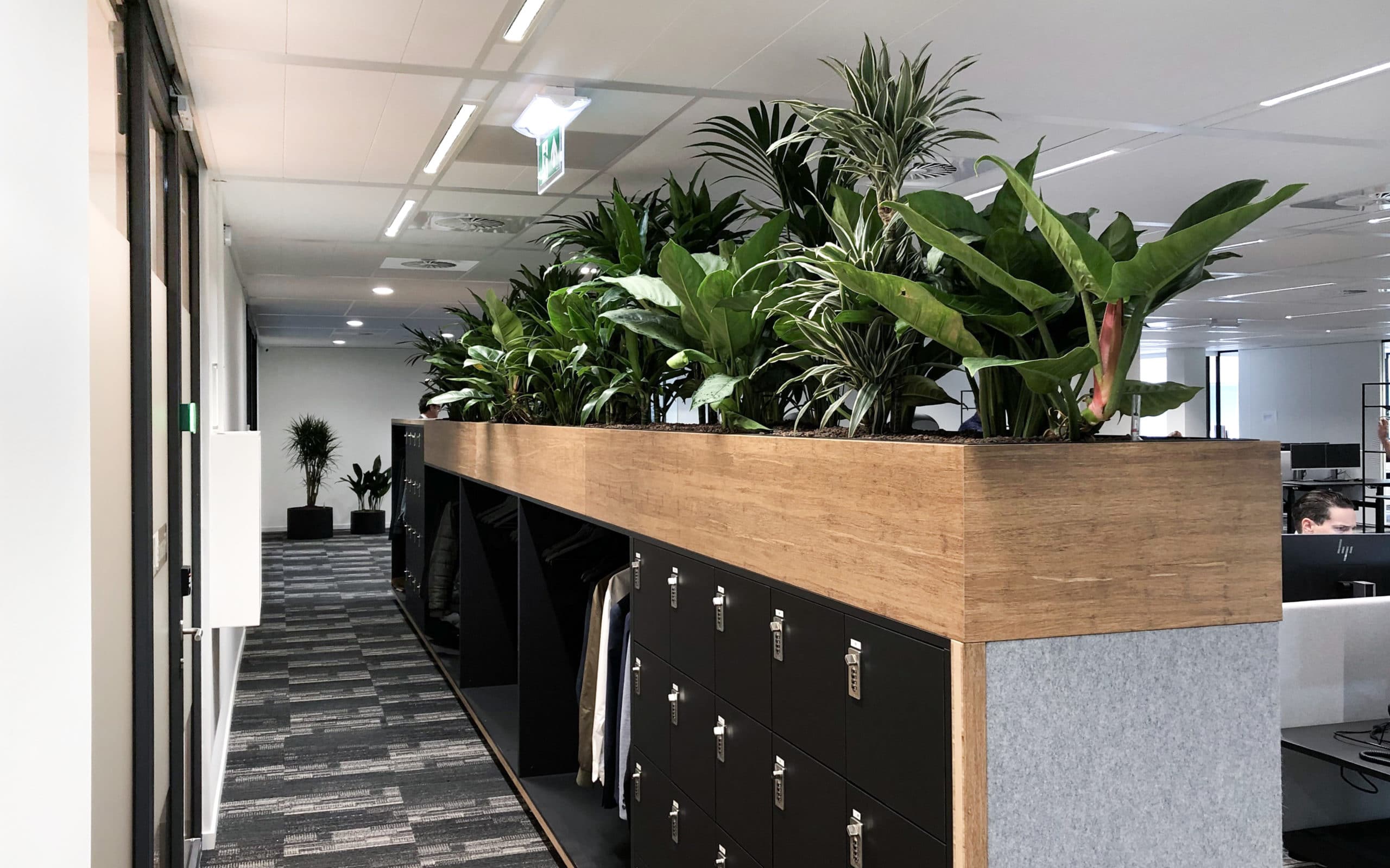 Planten voor kantoor