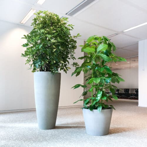 Grote kantoorplanten