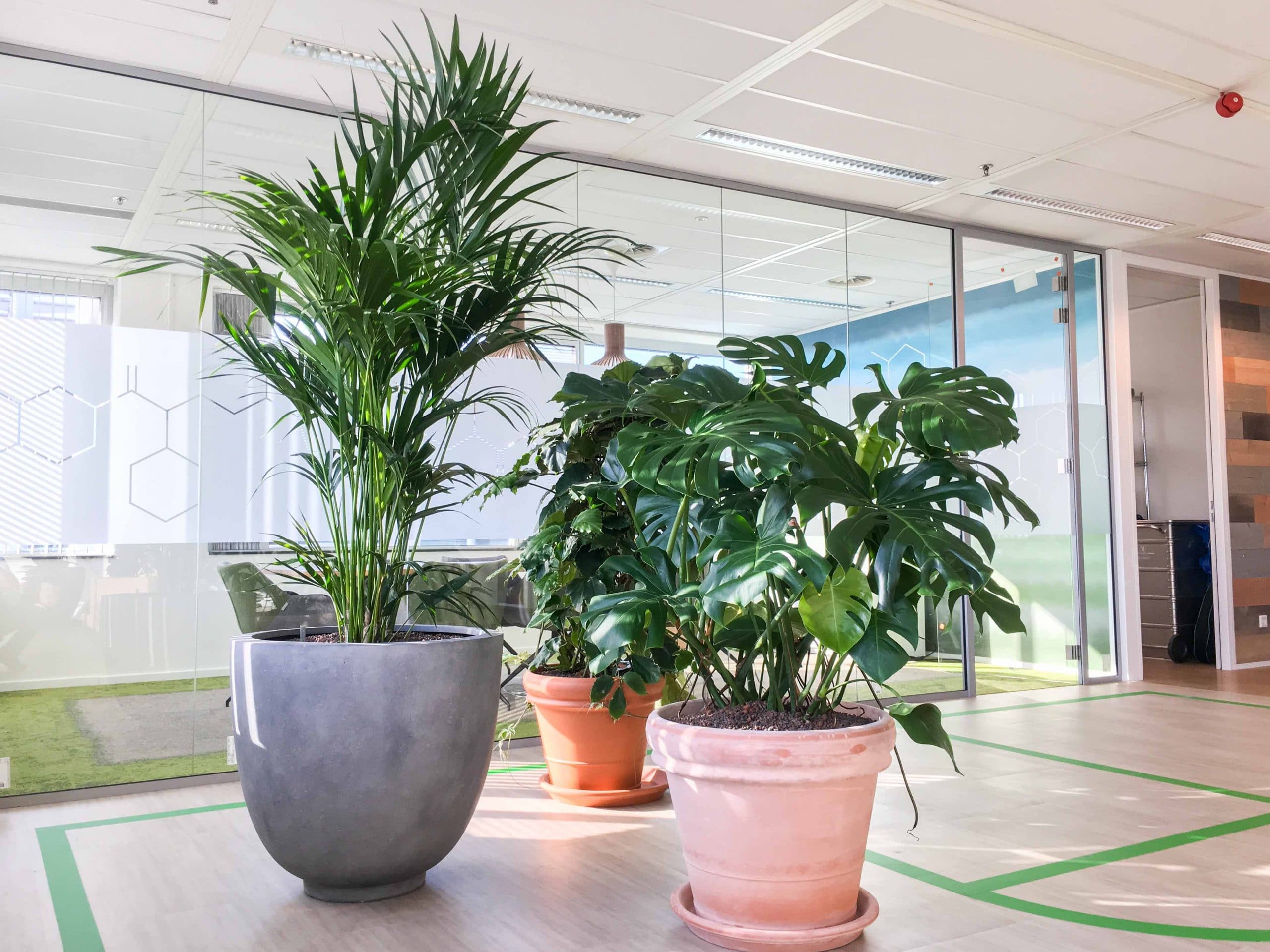 Verschillende planten in mix en match plantenbakken groen interieur kantoorbeplanting