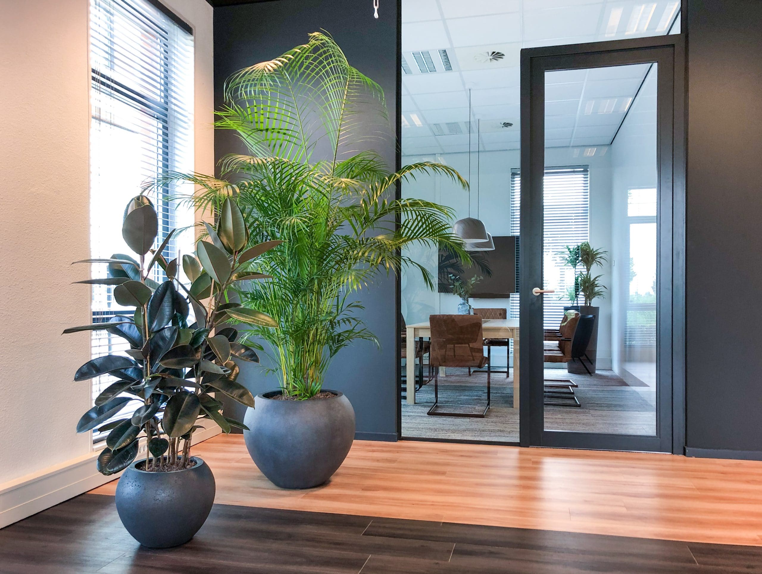 Grote kantoor planten in Rotterdam