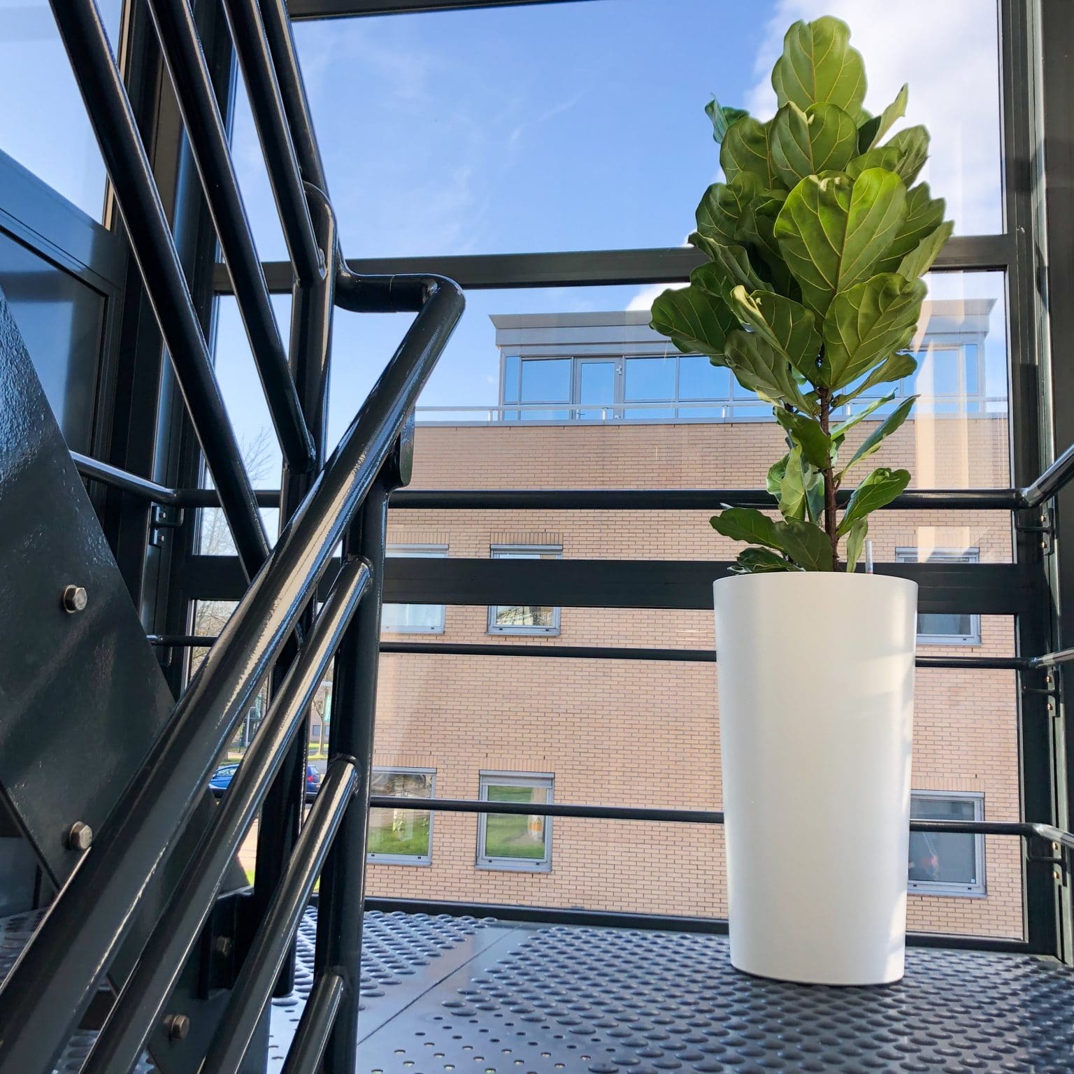 fixus lyrata in witte hoogglans plantenbak kantoorplant januari