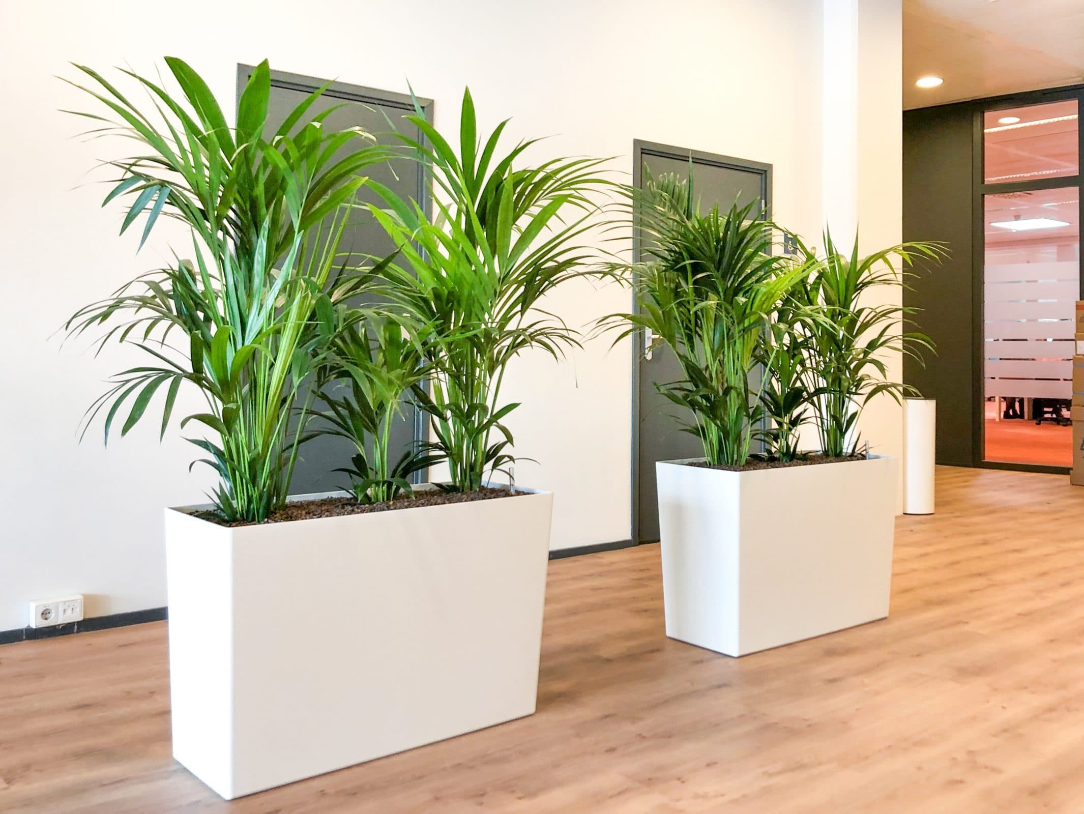 kantoorplanten in Rotterdam