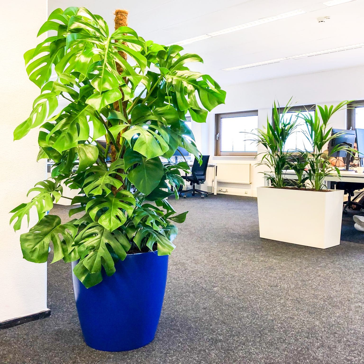 grote plant op kantoor