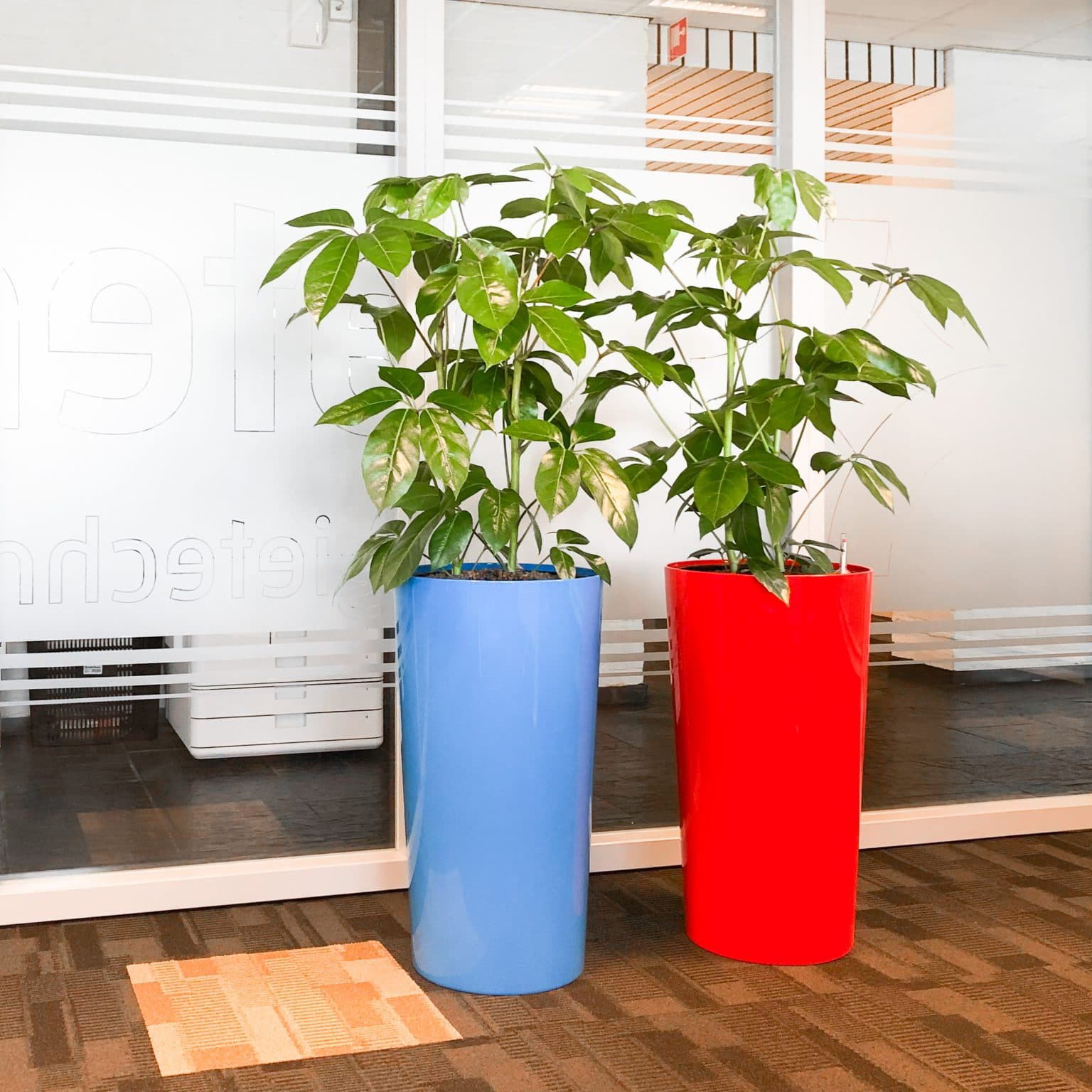 Gekleurde plantenbakken op kantoor