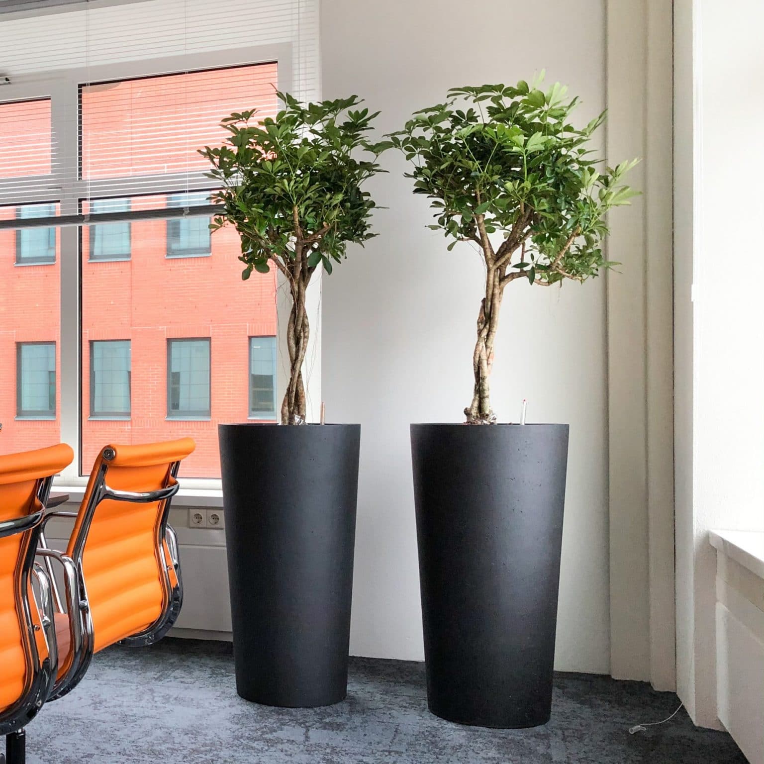 maintaining office plants in Rotterdam