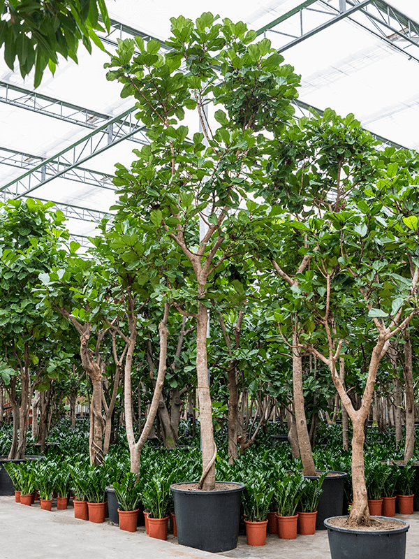 Ficus nitida groot