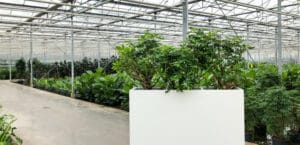 Luchtzuiverende plantenbak