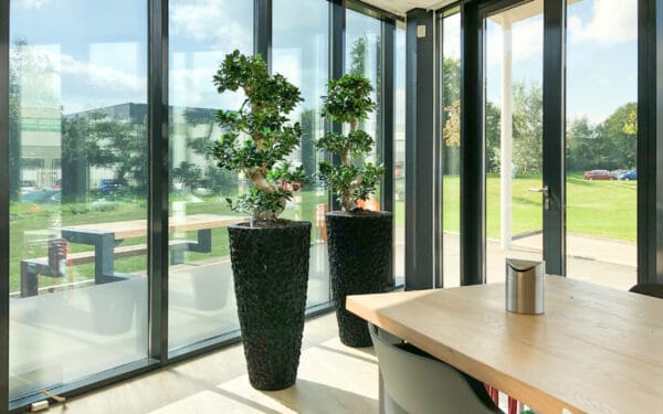 Ficus microcarpa top 10 kantoorplant