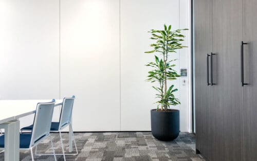 Grote plant op kantoor in Apeldoorn