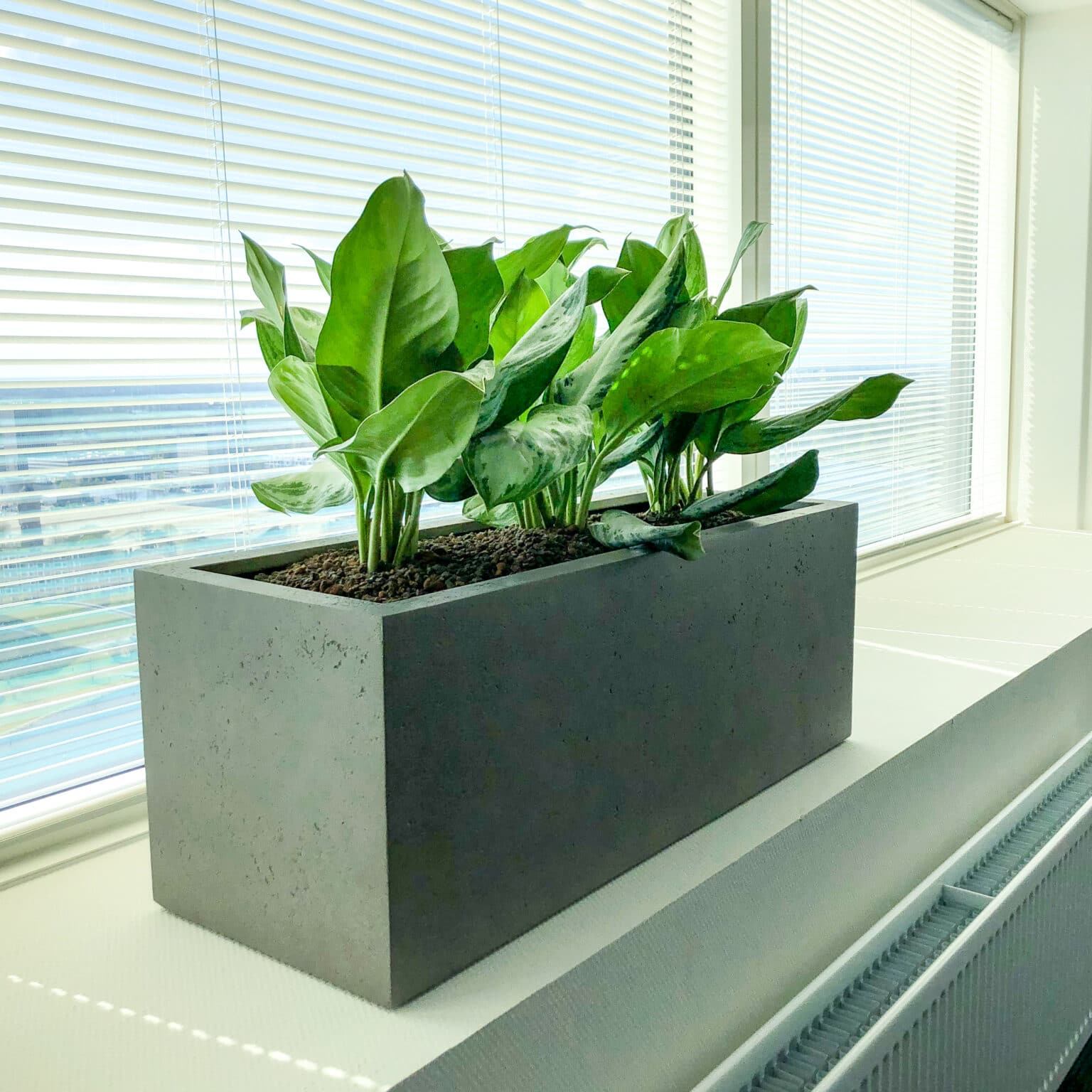 planten op kantoor Leiden