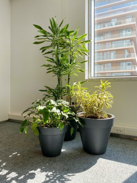 specialist in interior landscaping & maintaining office plants