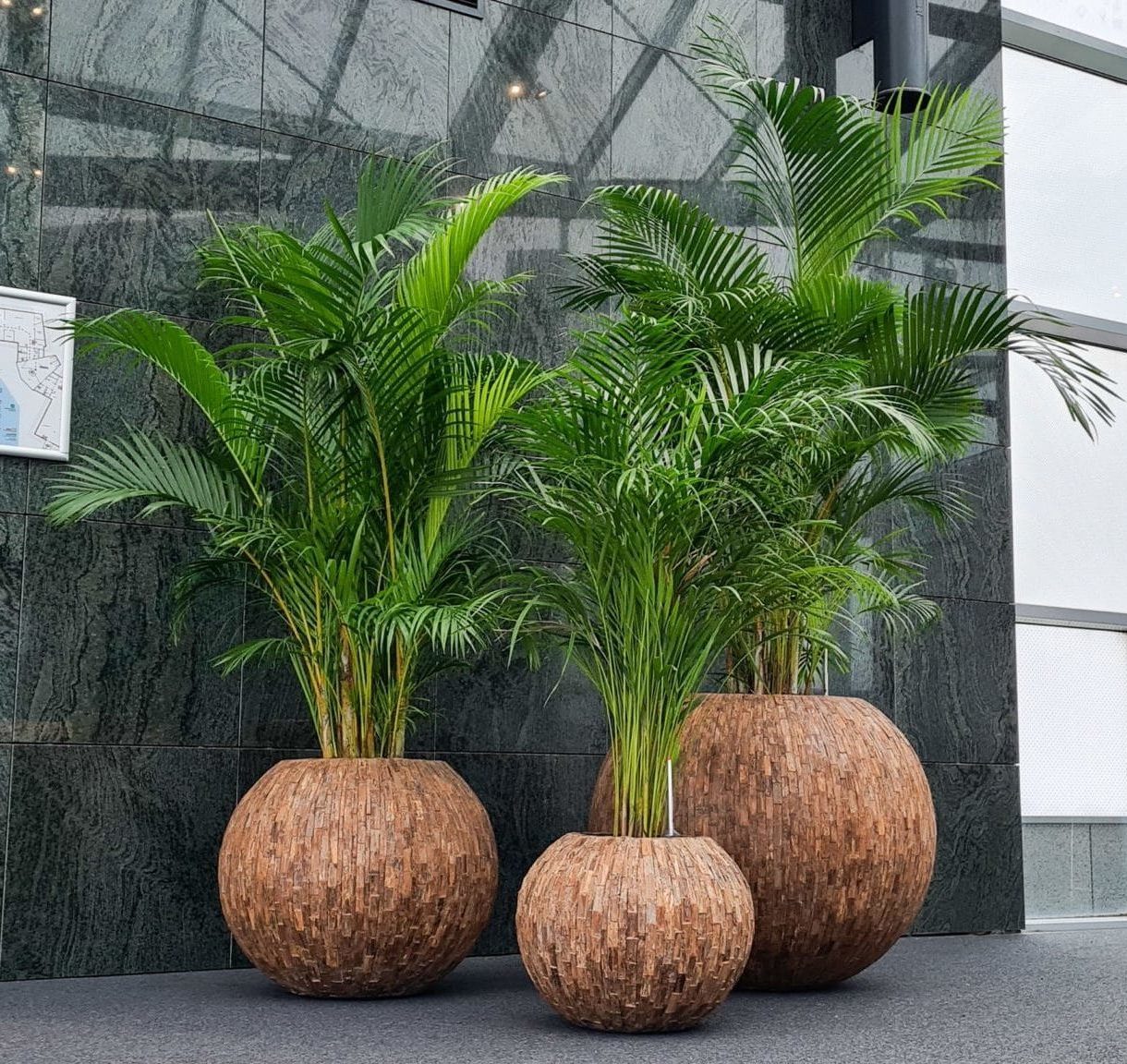 Vijf populairste palmen voor op kantoor