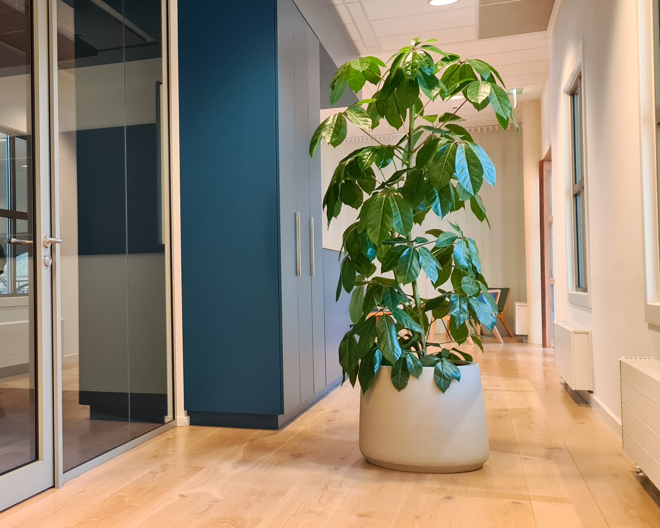 Schefflera plant en pot interieurbeplanting decoratie