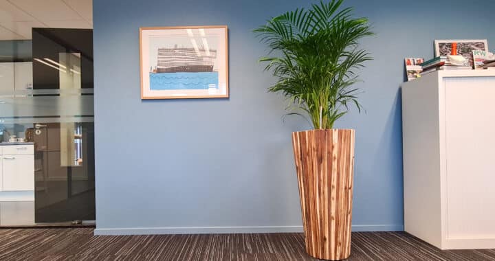 Areca lutescens plant decoratie op kantoor