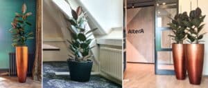 Rubberplant is de kantoorplant van de maand december | Utrecht | Houten