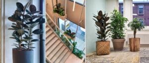 Kantoorplant van de maand december | ficus elastica geeft sfeer op kantoren | interieurbeplanting