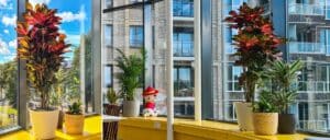 Kantoorplant van de maand september | Croton bij de Bankzitters