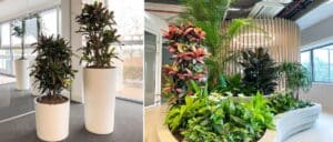 Kantoorplant van de maand september | Croton bij de Bankzitters en Stipt